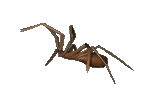animated spider gif